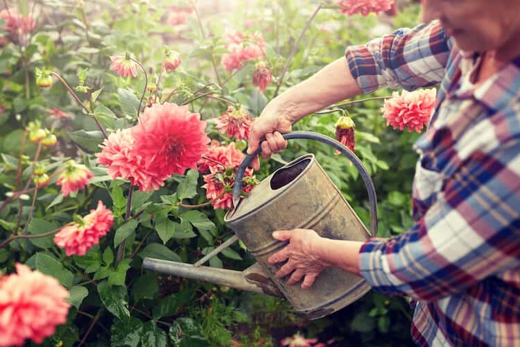 A senior woman watering a flowering bush.